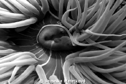 Snakelock Anemone -Anemonia sulcata
Black and white styl... by Veronika Matějková 